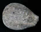 Cretaceous Palm Fruit Fossil - Hell Creek Formation #16621-1